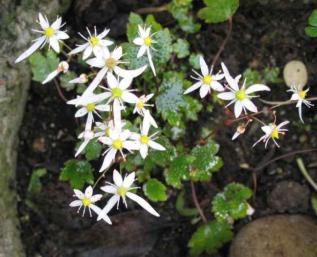 Saxifraga cortusifolia \